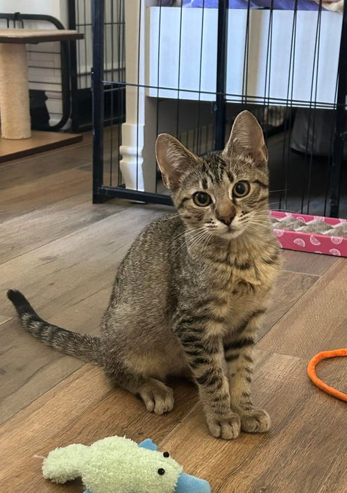 GROWLEY - Tabby / Bengal available for adoption