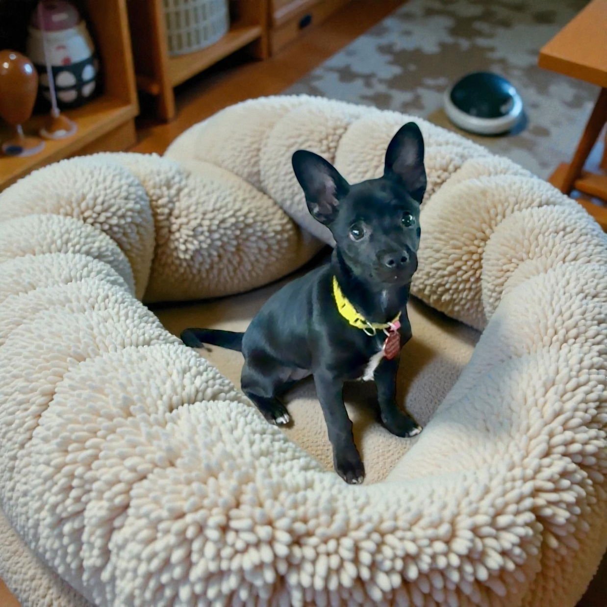 JILL - Chihuahua / Miniature Pinscher available for adoption