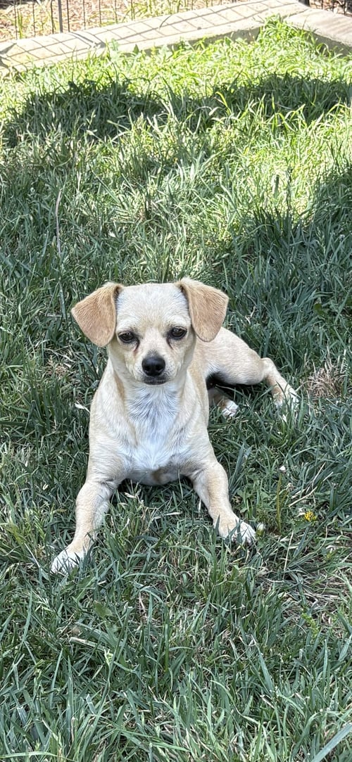 AMY - Chihuahua available for adoption