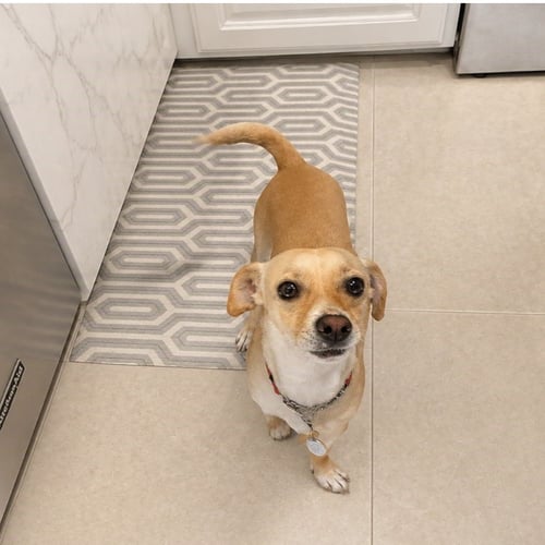 LEN - Chihuahua / Dachshund available for adoption