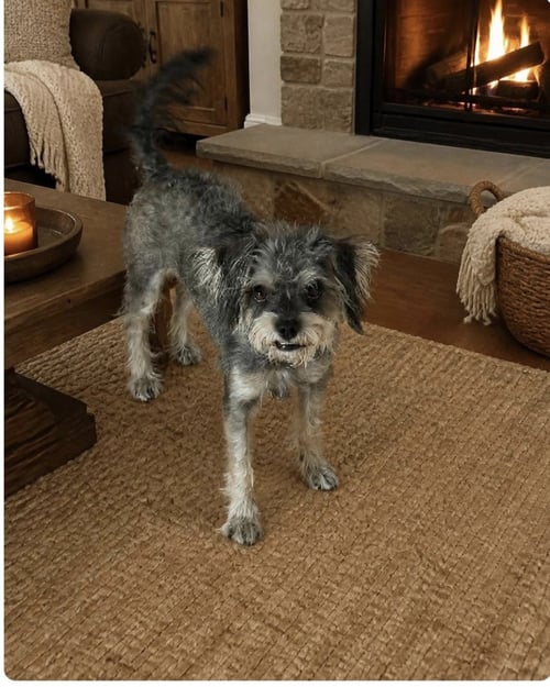 GWEN - Yorkshire Terrier Yorkie / Schnauzer available for adoption