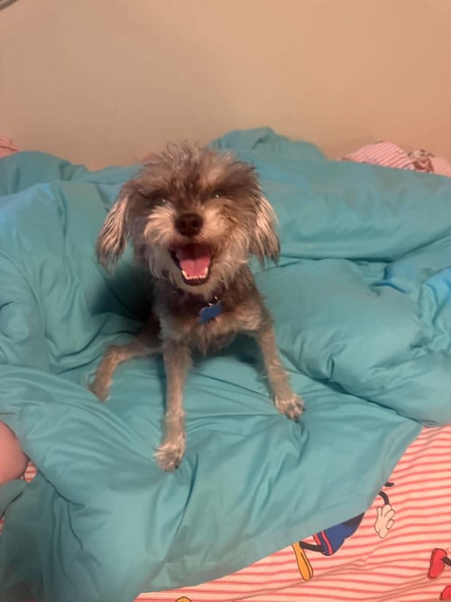 GWEN - Yorkshire Terrier Yorkie / Schnauzer available for adoption
