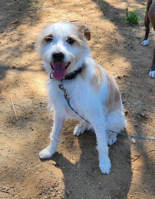 RINGO - Wire-haired Pointing Griffon / Retriever for adoption in Anaheim