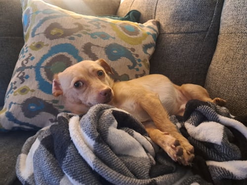 STANLEY - Chihuahua available for adoption