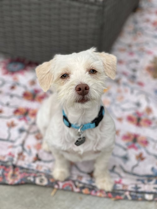 LACEY - Maltese / Dachshund available for adoption