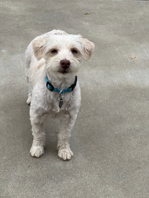 LACEY - Maltese / Dachshund available for adoption