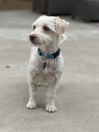 Lacey - Photo 4