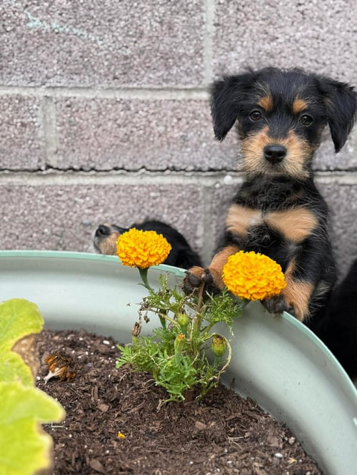 VELMA - Dachshund / Maltese available for adoption