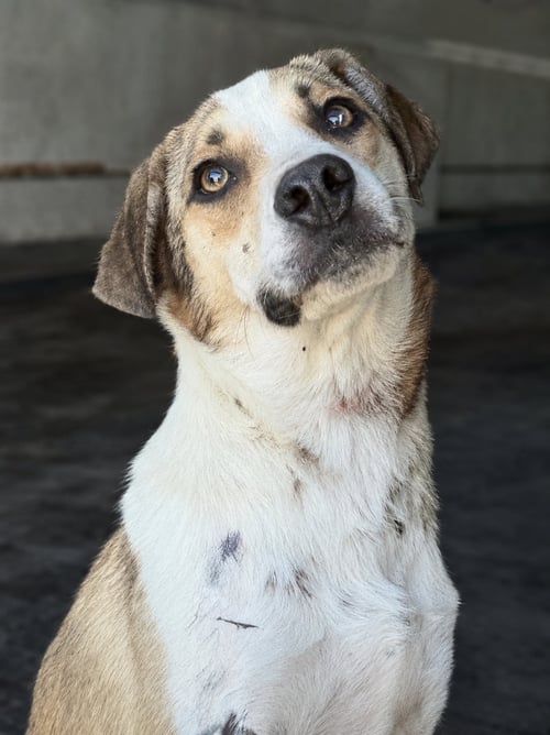 GIRLY - Australian Cattle Dog/Blue Heeler / Beagle available for adoption