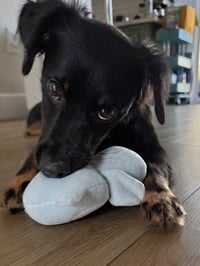 Onyx - Photo 2