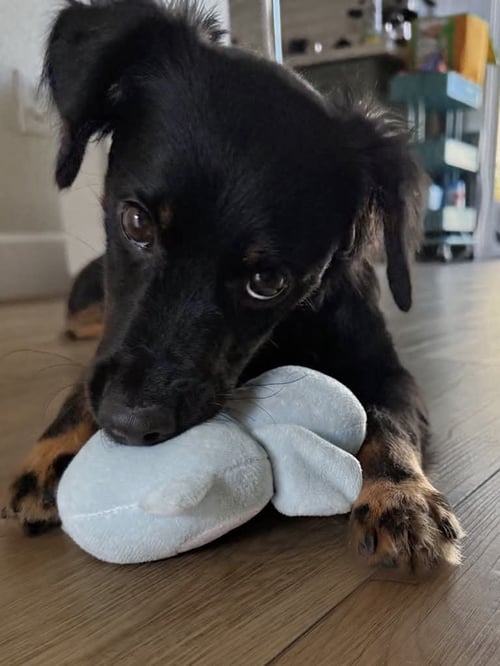 ONYX - Spaniel / Dachshund available for adoption