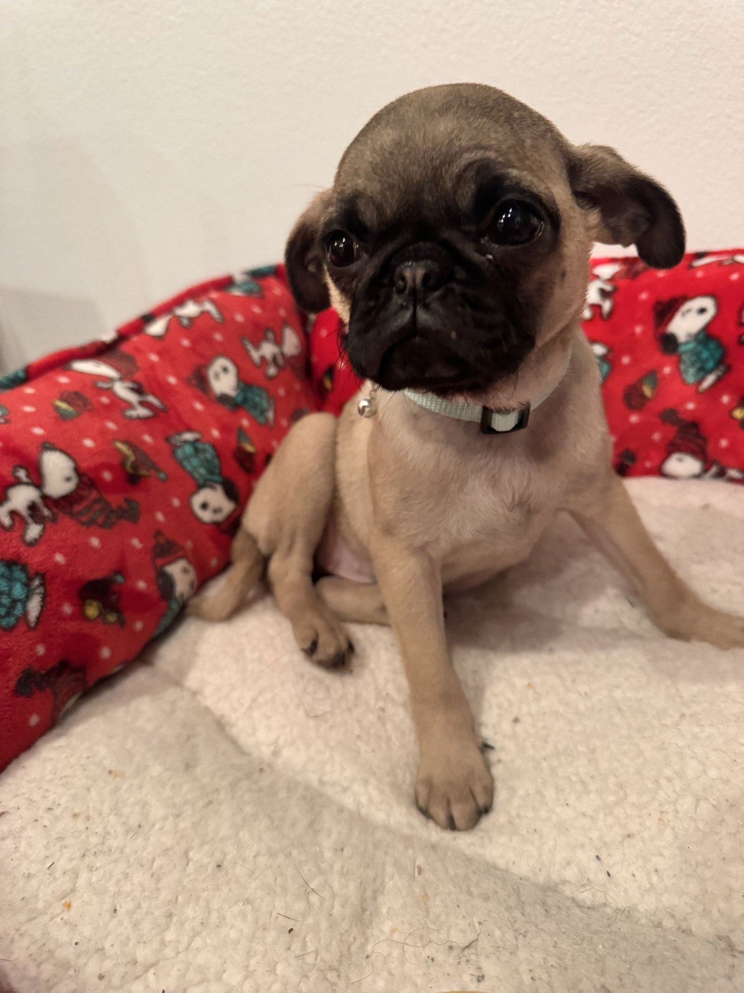 KAI - Pug available for adoption
