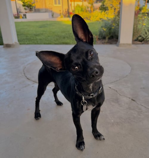 SUNNY - Chihuahua available for adoption