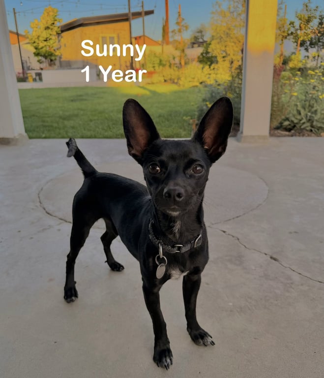 Sunny Image