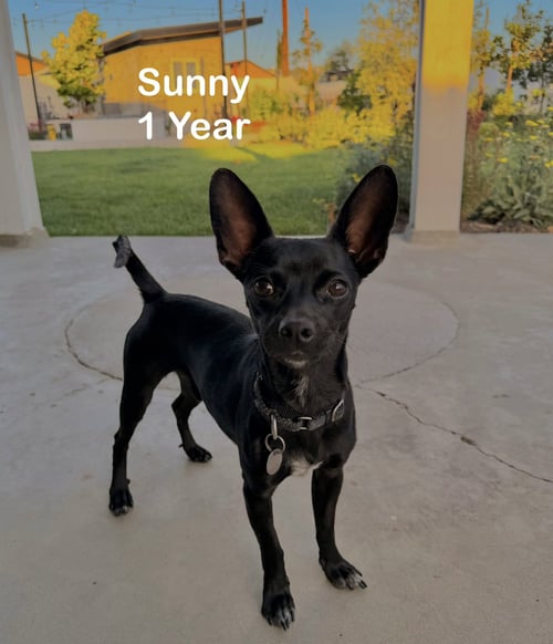 SUNNY - Chihuahua for adoption in Fullerton