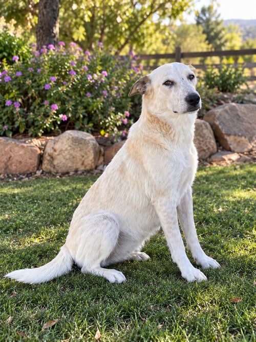 JOY - Australian Cattle Dog/Blue Heeler / Maremma Sheepdog available for adoption