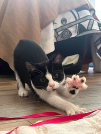 Tux - Photo 3