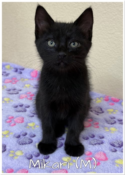 MIKARI - Bombay for adoption in Anaheim