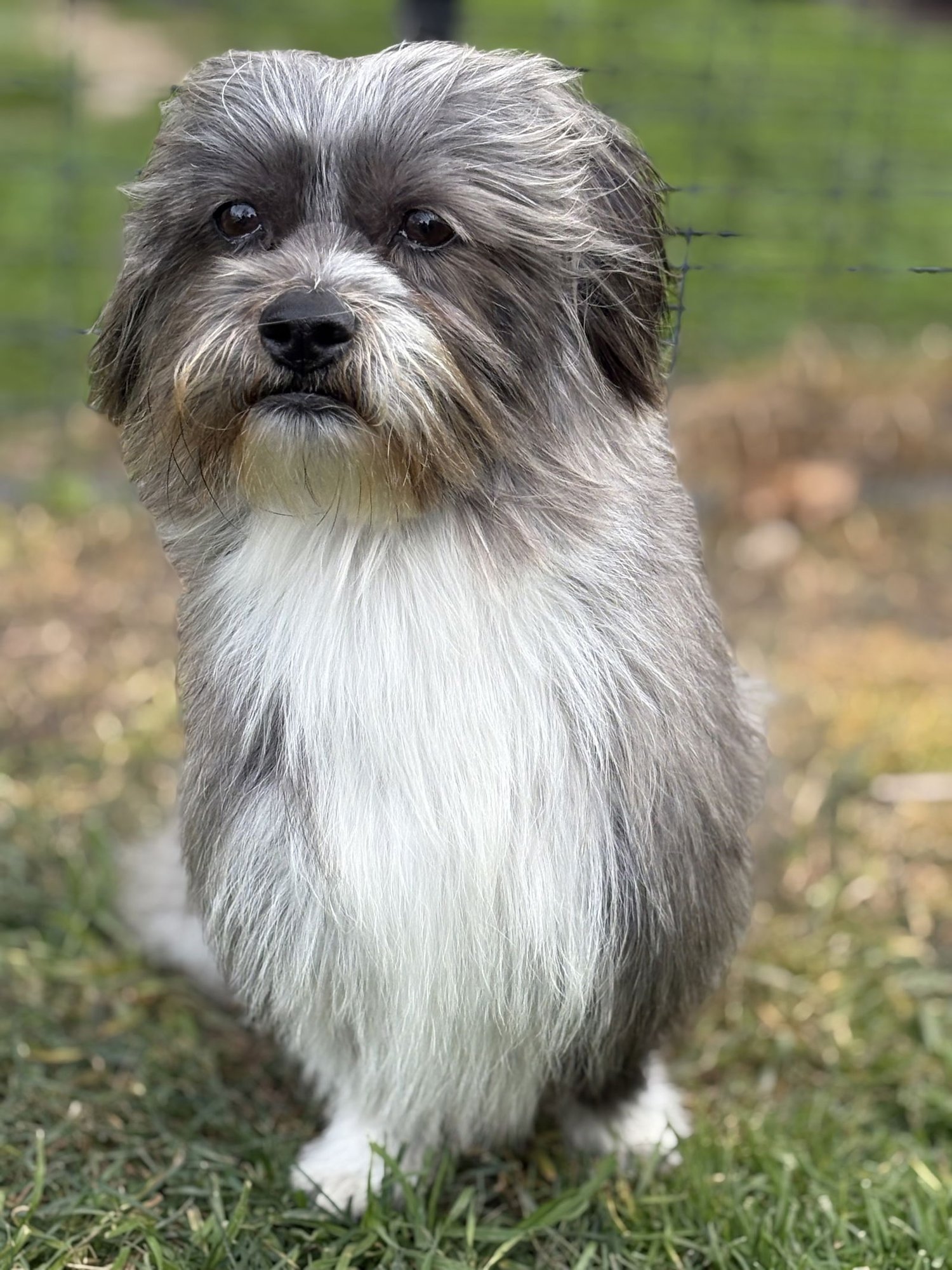 JASPER - Shih Tzu / Havanese available for adoption
