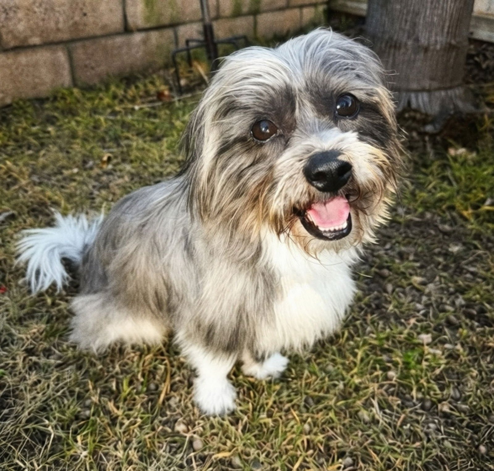 JASPER - Shih Tzu / Havanese available for adoption