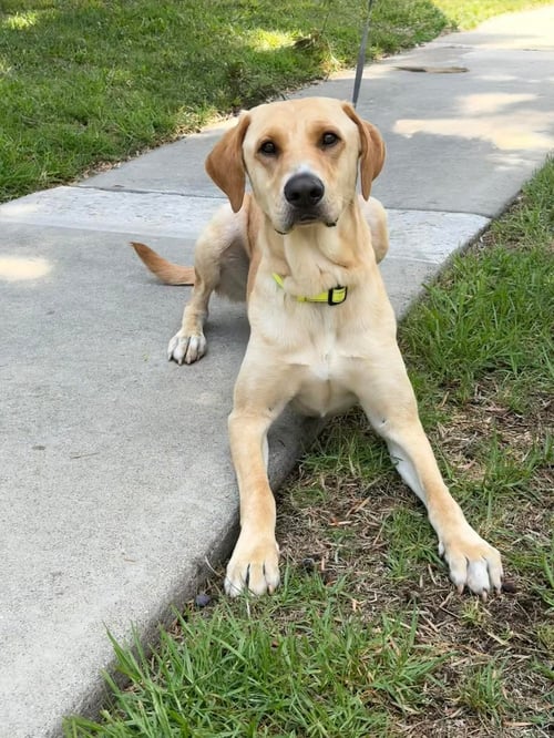 DUKE - Yellow Labrador Retriever / Labrador Retriever available for adoption