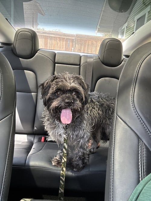 OSCAR - Lhasa Apso / Havanese available for adoption