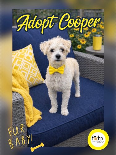 COOPER - Poodle (Toy) / Maltese available for adoption