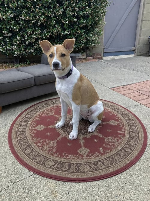 KAILEE - Australian Cattle Dog/Blue Heeler / Pit Bull Terrier for adoption in Anaheim