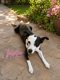 Jasmine - Photo 2