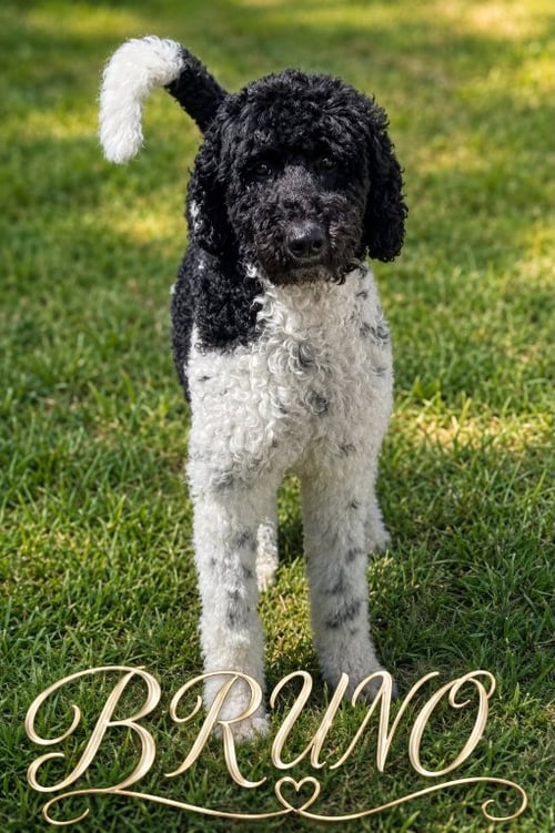 BRUNO - Poodle (Standard) for adoption in Anaheim
