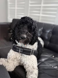 Bruno - Photo 2