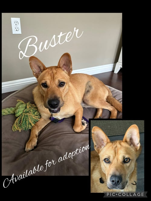 BUSTER - Shepherd available for adoption