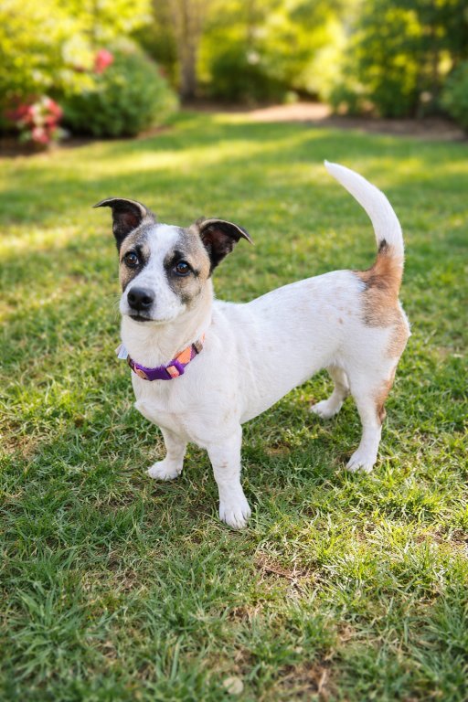 FIFI - Chihuahua / Jack Russell Terrier available for adoption