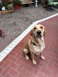 Duke - Photo 3