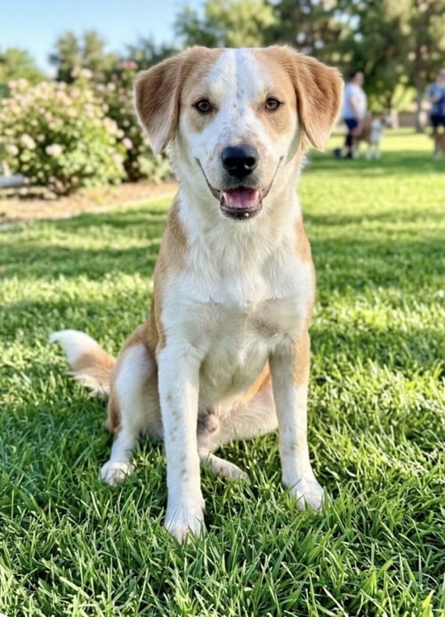 ATLAS - Brittany available for adoption