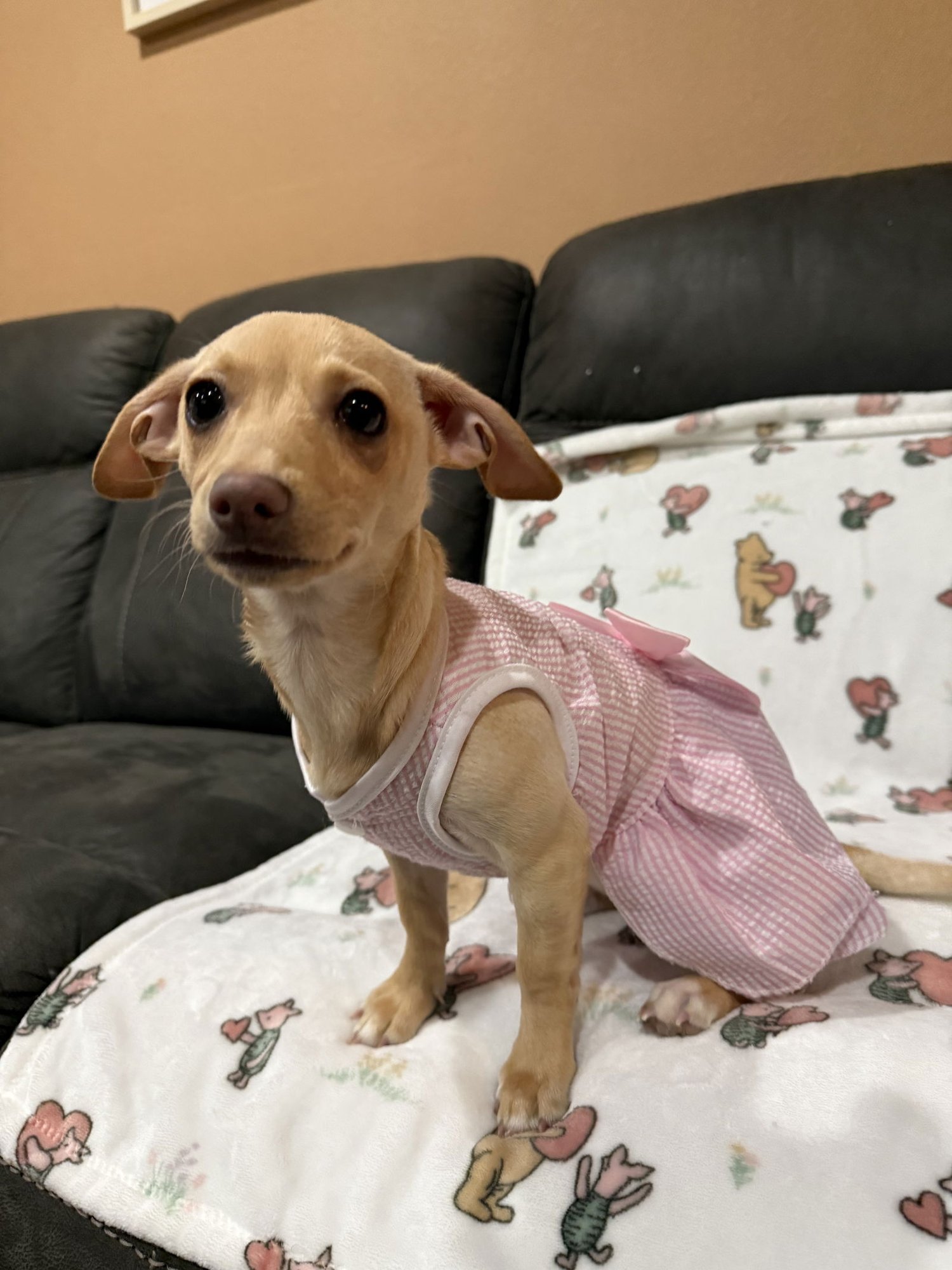 SOPHIE - Chihuahua / Dachshund available for adoption