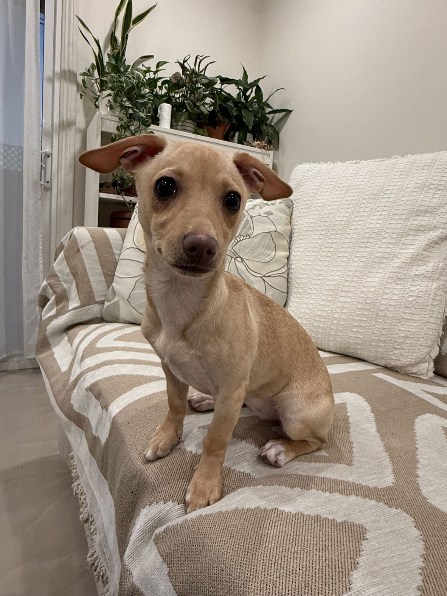 SOPHIE - Chihuahua / Dachshund available for adoption