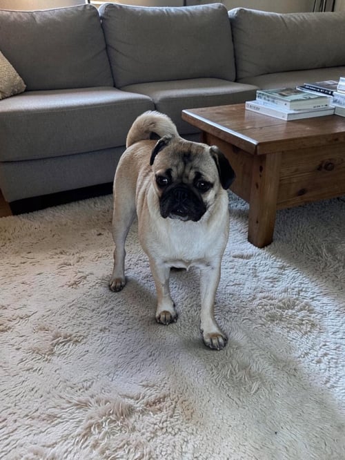 LEILANI - Pug available for adoption