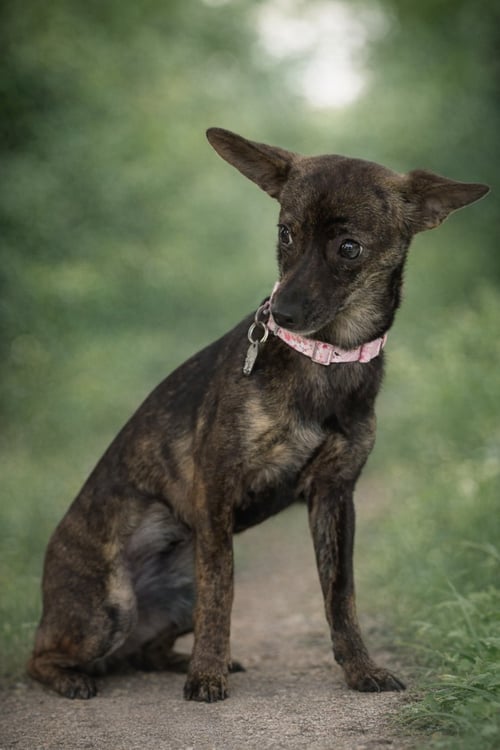 TIKI - Italian Greyhound / Chihuahua available for adoption