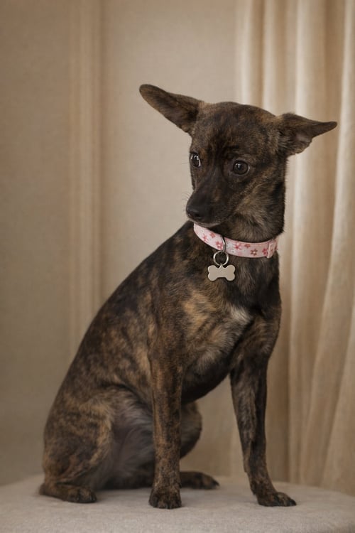 TIKI - Italian Greyhound / Chihuahua available for adoption
