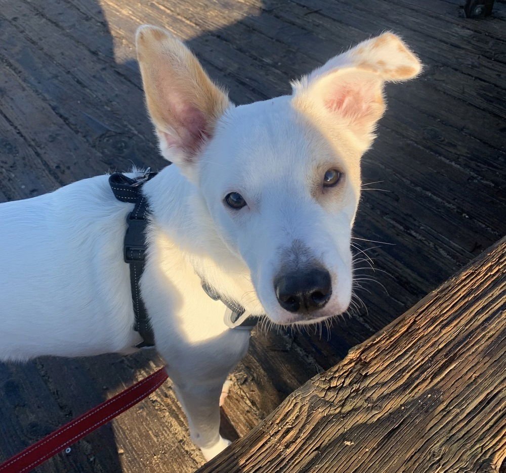 JASPER - Cattle Dog / Eskimo Spitz available for adoption