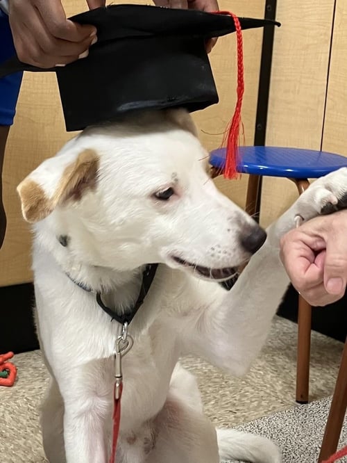 JASPER - Cattle Dog / Eskimo Spitz available for adoption