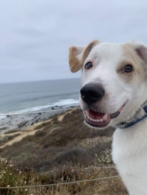 JASPER - Cattle Dog / Eskimo Spitz available for adoption