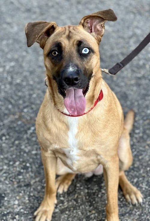NOLLIE - Boxer / Australian Shepherd available for adoption