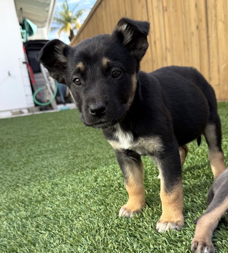RYDER - Shepherd / Australian Cattle Dog/Blue Heeler available for adoption
