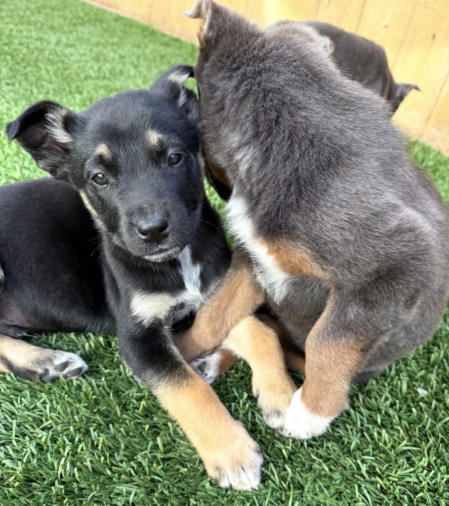 RYDER - Shepherd / Australian Cattle Dog/Blue Heeler available for adoption