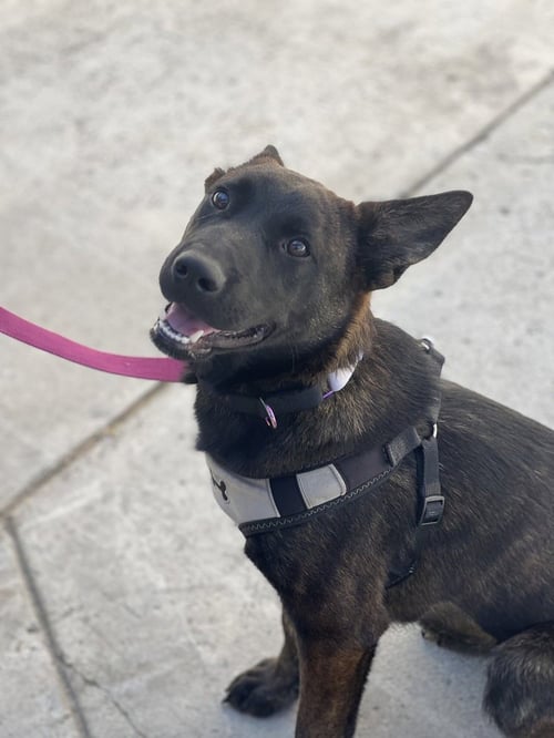 GINGER - Dutch Shepherd available for adoption