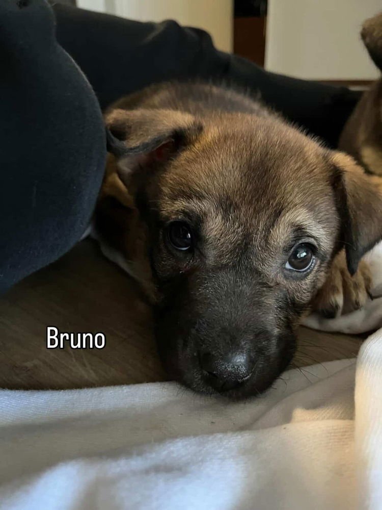 BRUNO - Shepherd / Shepherd available for adoption