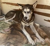 Dixie - Photo 4