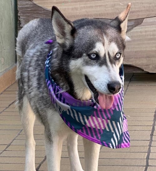 DIXIE - Husky available for adoption